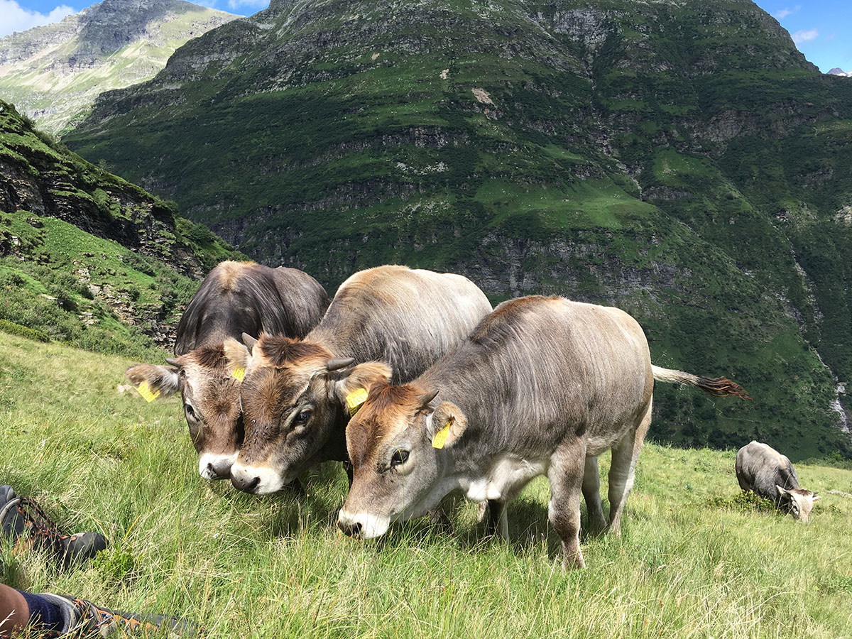 Rinder auf der Alp